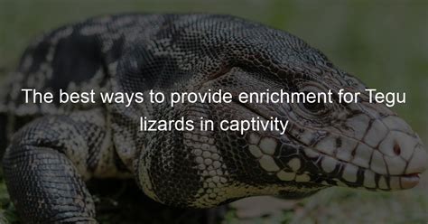 The Best Ways To Provide Enrichment For Tegu Lizards In Captivity