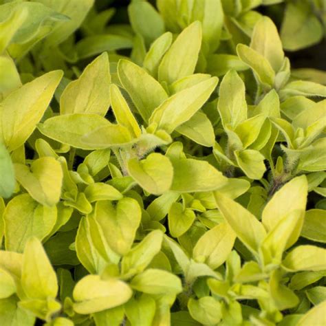 Golden Oregano Aureum Origanum Vulgare My Garden Life