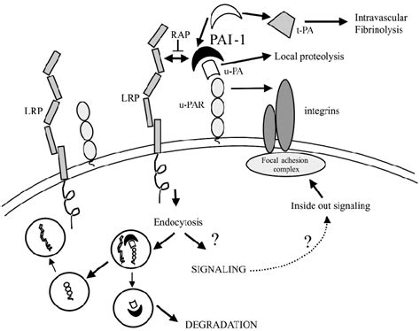 Schematic Representation Of Pai Action Pai Not Only Inhibits Local