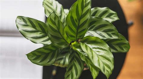 La Meilleure Plante Dint Rieur Pour Absorber Lhumidit Des Murs De La