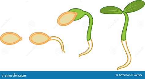 Fasi Sequenziali Di Germinazione Dei Semi Della Zucca Illustrazione