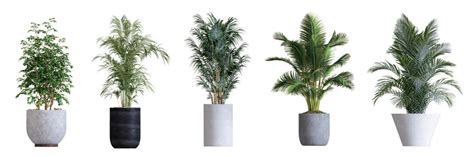 House Plant White Background Images – Browse 504,550 Stock Photos ...