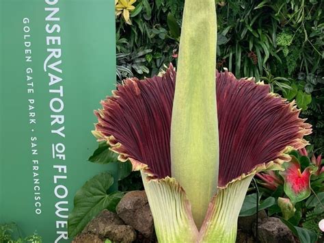 The Conservatory S Stinky Corpse Flower Is Blooming Now Secret San