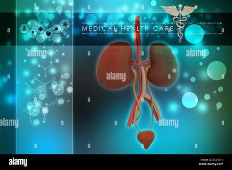 Urinary System Stock Photo Alamy