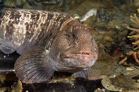 Atlantic Wolffish Photograph By Andrew J Martinez Fine Art America