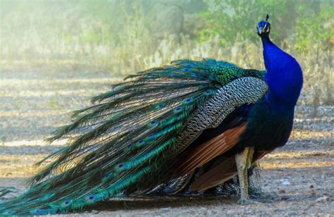 20 Interesting Facts About Peacocks Curb Earth