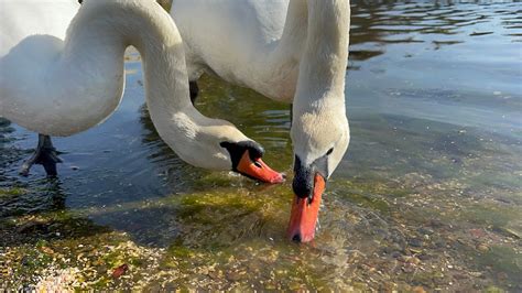 Anglesey Swan Pair Feeding On Seeds YouTube