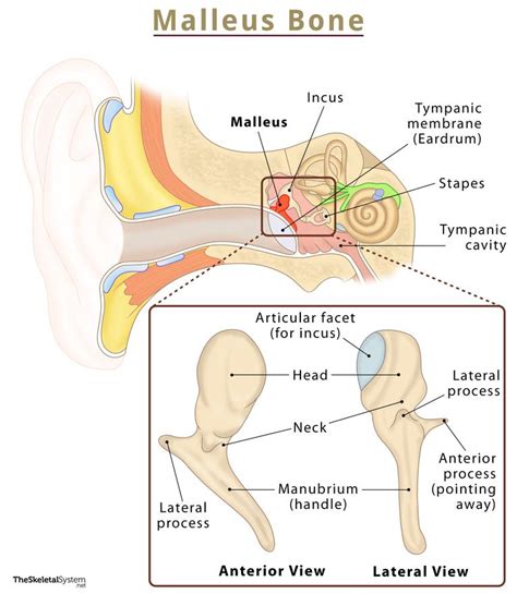 Vomer Definition Location Functions Anatomy Diagram