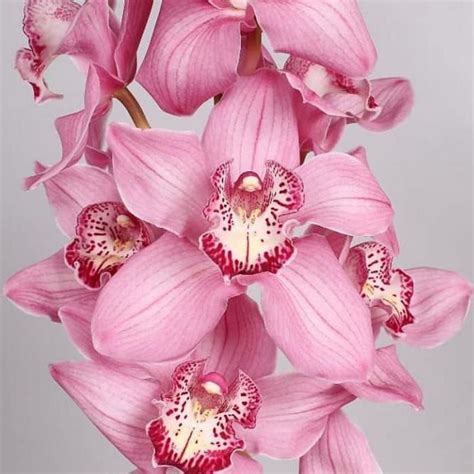 Jual Tanaman Hias Anggrek Tanah Pink Toto Cymbidium Tanaman Hidup