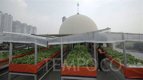 Unik Lahan Hidroponik Manfaatkan Atap Masjid Foto Tempo Co