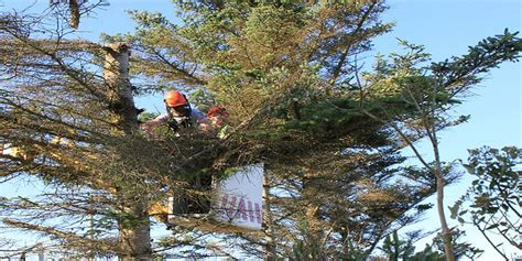 Tree Surgery Weybridge And Esher Landscaping