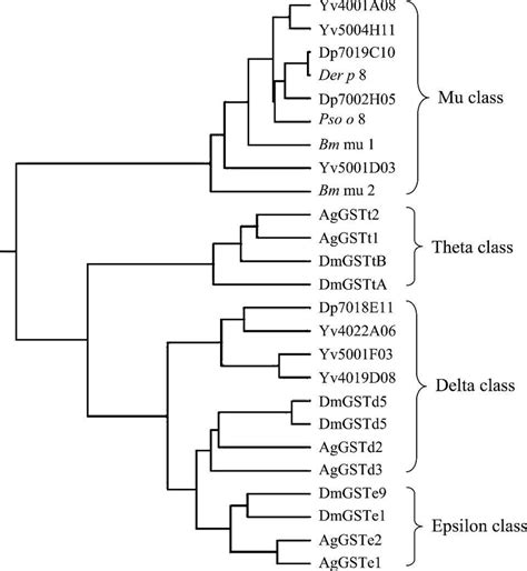 Relationships Of The Identified S Scabiei And D Pteronyssinus Gst