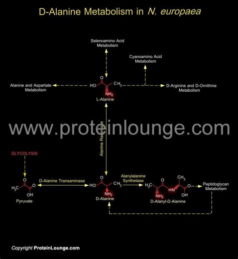 Biological Databases and Tools - D-Alanine Metabolism in N. europaea | Protein Lounge