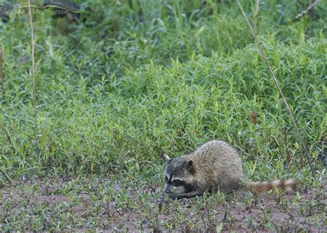 Raccoon Images From Sequoyah Nwr Mia Mcphersons On The Wing Photography