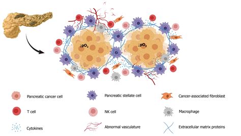 Modulation Of Cell Physiology Under Hypoxia In Pancreatic Cancer