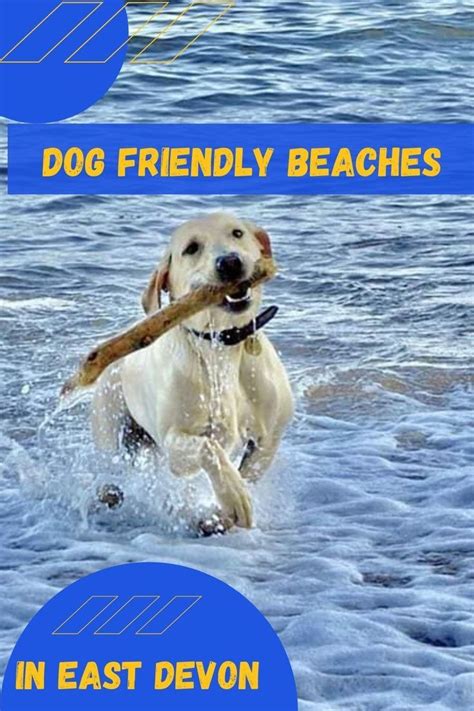 Dog friendly beaches in Devon and Dorset