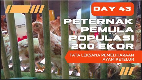 Memelihara Ayam Petelur Dari Doc Sampai Produksi Umur 43 Hari Youtube