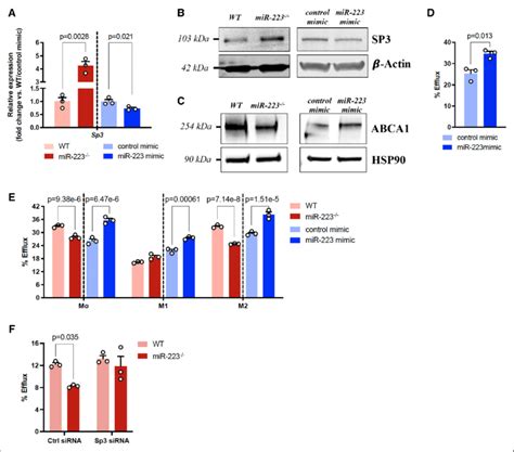 MiR 223 Positively Regulates ABCA1 ATP Binding Cassette Transporter