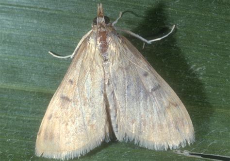 European Corn Borer Ostrinia Nubilalis Hubner