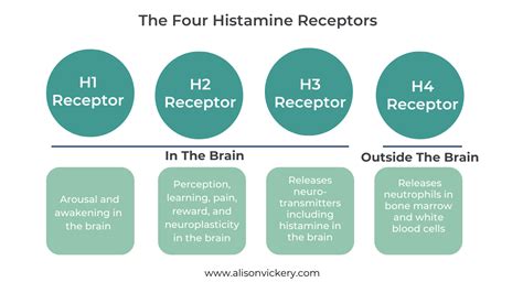 The Nervous System And Histamine