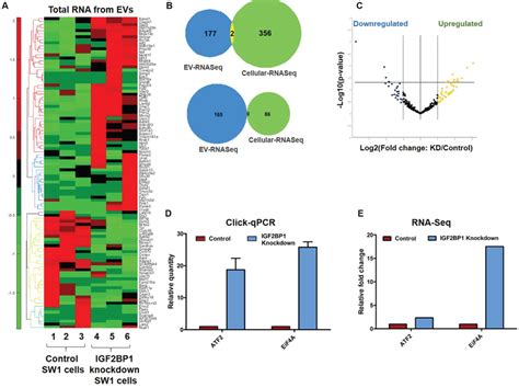 Extracellular Vesicle Dependent Effect Of Rna Binding Protein Igf2bp1