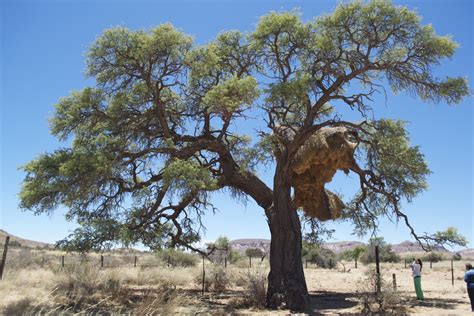 The Kalahari Morning Star: On the Way to the Namib Desert