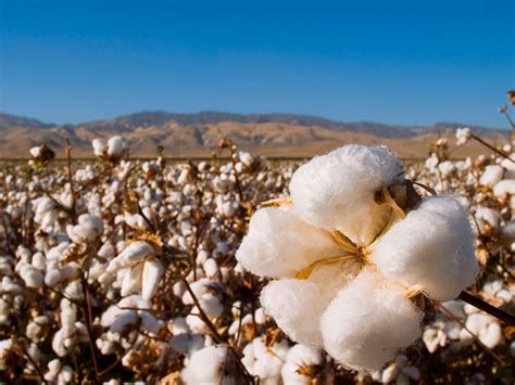 Produzione Cotone Biologico Sostenibile Ed Etico Cft Masserini