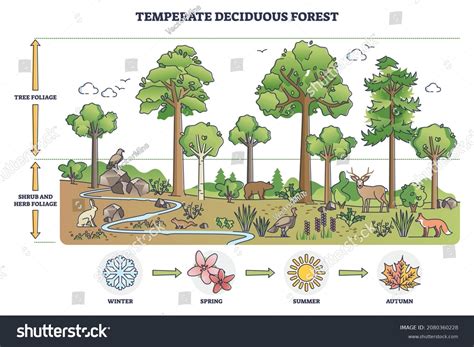 1,239 Temperate Region Forest Images, Stock Photos & Vectors | Shutterstock