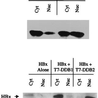 DDB2 Overexpression Stimulates Nuclear Accumulation Of HBx A Plasmid