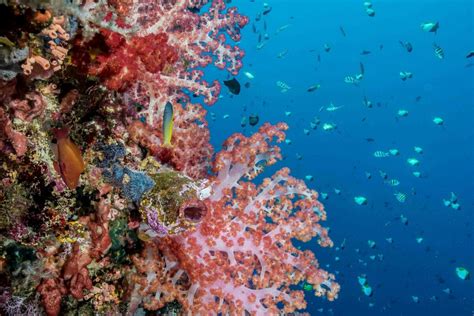 Murex Manado Dive Center Tauchen Auf Sulawesi