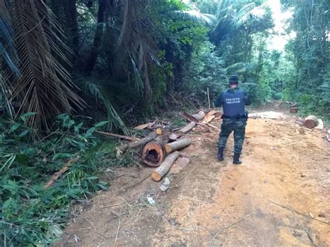 Desmatamento da Mata Atlântica cresce mais de 400 no ES Sentinela