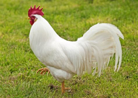 10 Fertile Chicken White Leghorn Hatching Eggs Ready Quick Usps