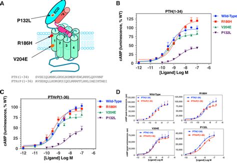 Pth R Mutations And Impact On Camp Signaling Responses To Pth And