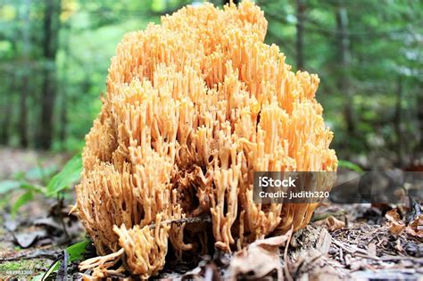 fungus stock photo  image   forest fungus istock