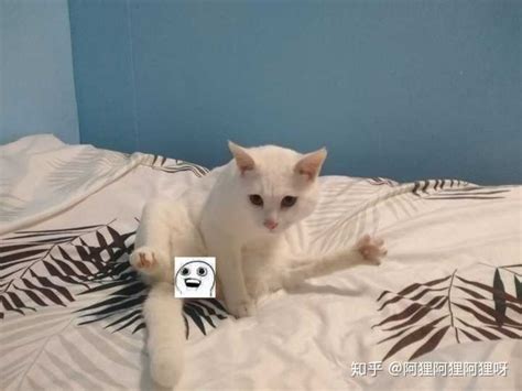 从小养到大的猫还是养不熟，怎么办？ 知乎