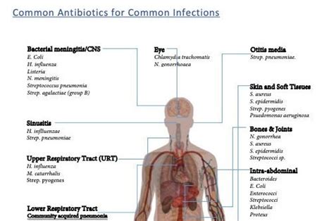 Antibiotics Cheat Sheet Etsy