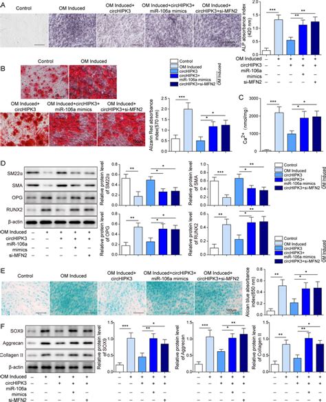 CircHIPK3 Regulated VSMC Calcification Via MiR 106a 5p MFN2 The Effect