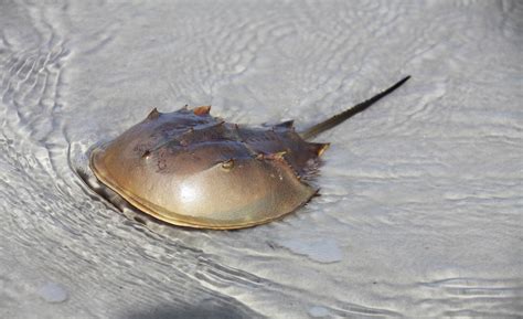 Horseshoe crabs are crucial to creating vaccines, but they are facing ...