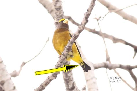 Evening Grosbeak Male With Unusual Undertail Coverts Feederwatch