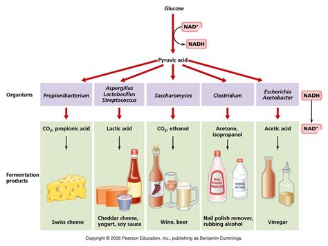 Permaforêt Nourriture Fermentée Et Probiotique