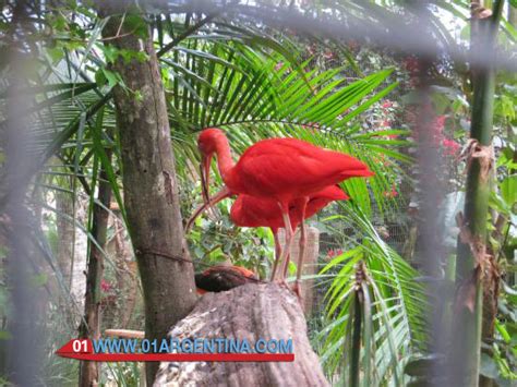 Tourist offer to visit in Iguazu Falls unique species of jungle birds