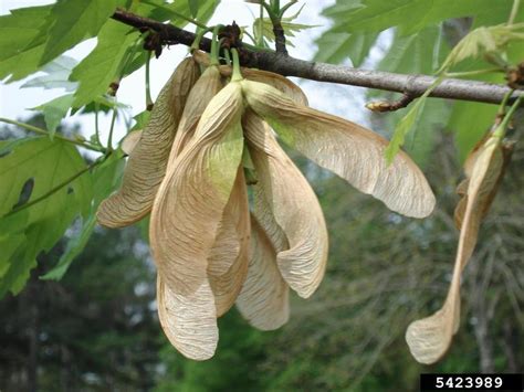 Acer Saccharinum Fruit