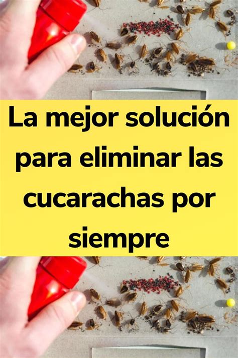 La Mejor Solución Para Eliminar Las Cucarachas Por Siempre