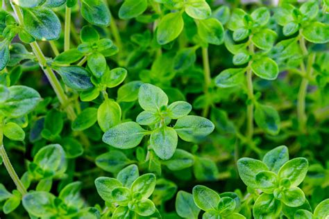 5 Best Herbs To Grow In A Shady Garden