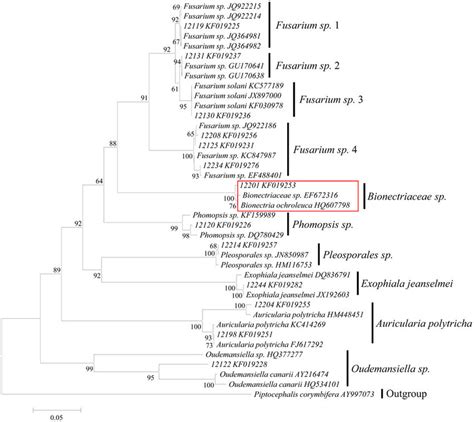 Phylogenetic Relations Among 10 Isolates Of Endophytic Fungi Obtained