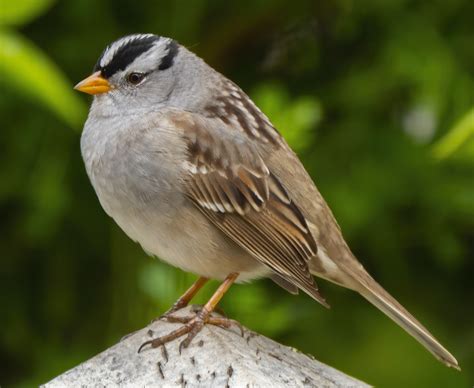 White Crowned Sparrow Suburban Animals Of Silicon Valley