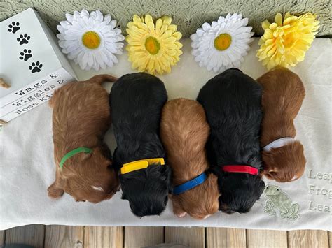 AKC Puppies For Sale In Wichita, KS