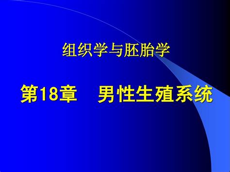 组织胚胎学课件 男性生殖系统word文档在线阅读与下载无忧文档