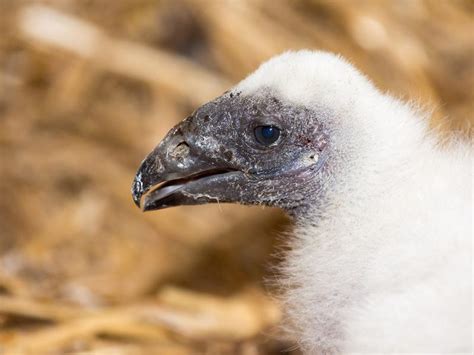 Turkey Vulture Nesting (Behavior, Eggs + Location) | Birdfact