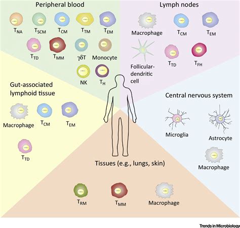 Hiv 1 Reservoirs During Suppressive Therapy Trends In Microbiology